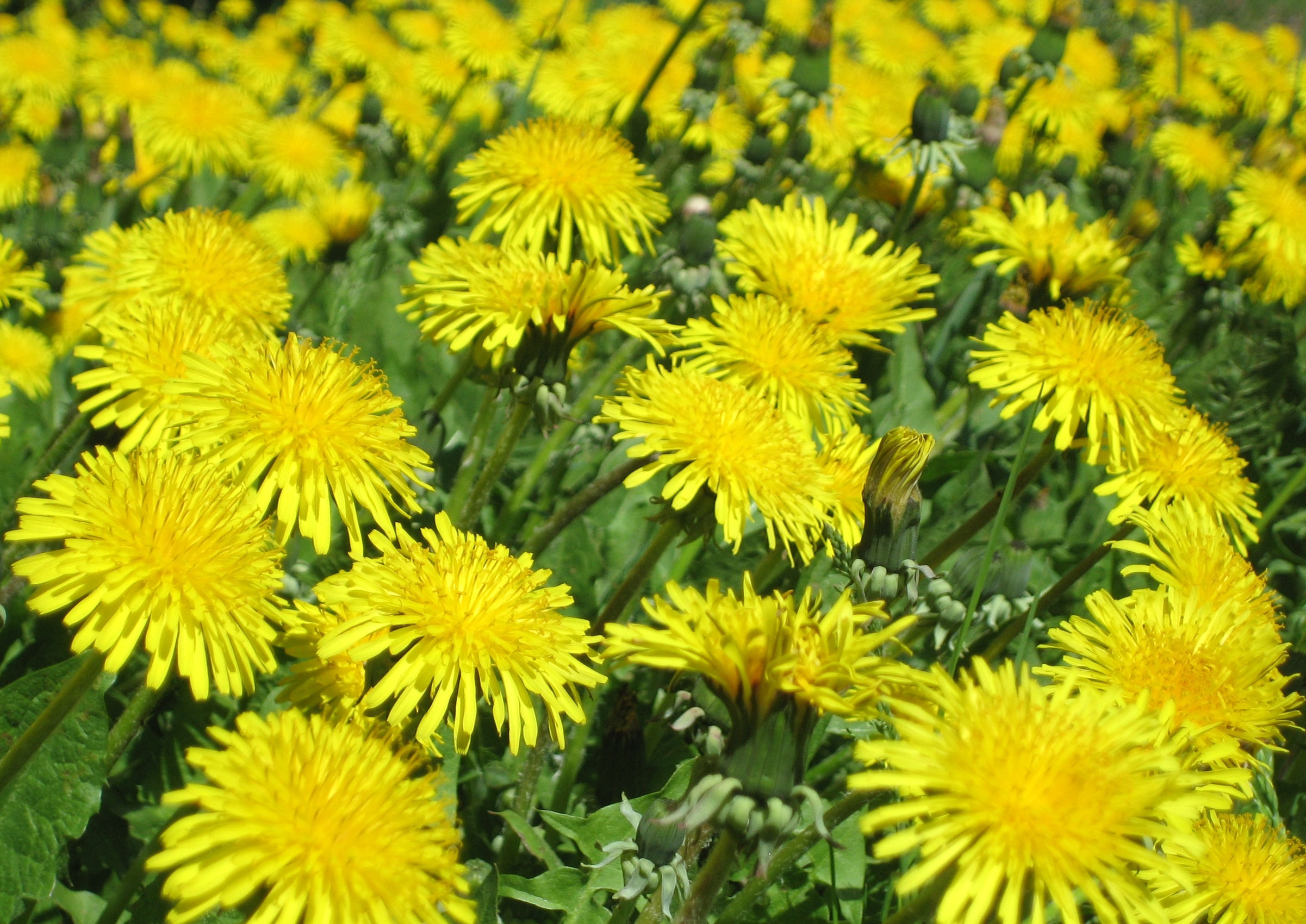 公園のたんぽぽは食べられる たんぽぽに秘められた栄養価 効能が凄い きになるうさみみ