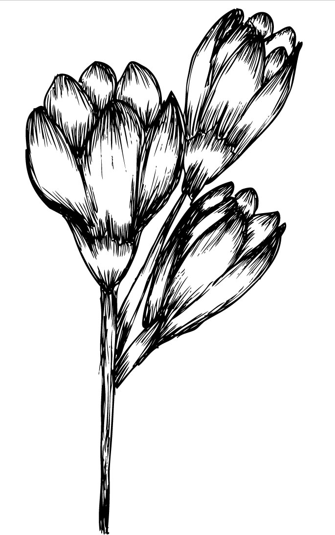 リアルな花のイラスト・フリー素材／白黒・モノクロNo.1988『手書き風』