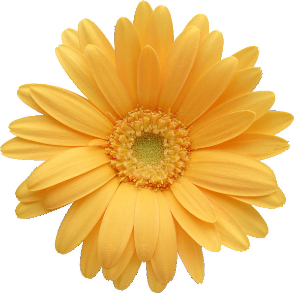 Clip Art Yellow Daisy