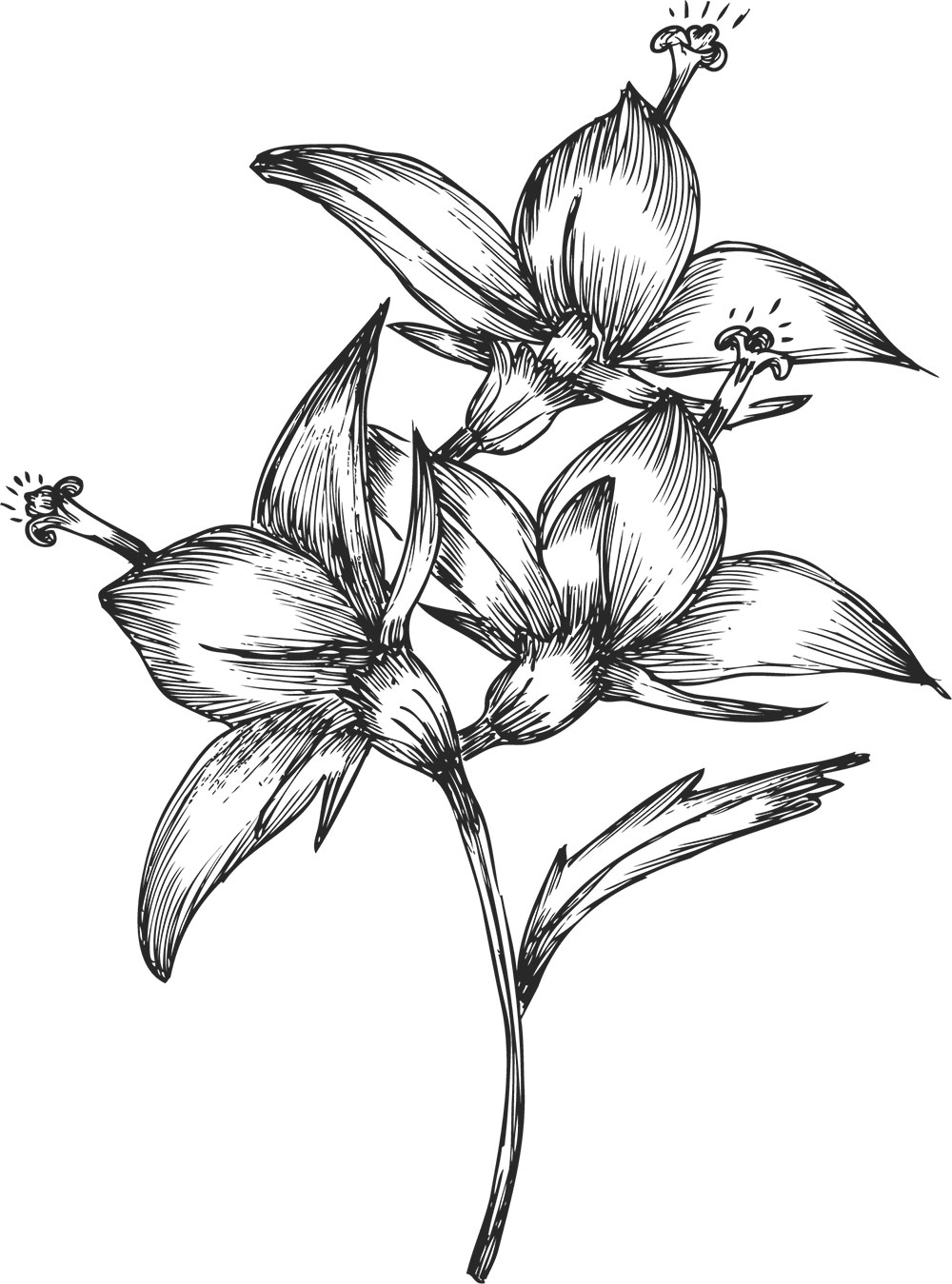 百合(ゆり)の花の画像・イラスト・フリー素材／No.104『白黒・リアルテイスト』
