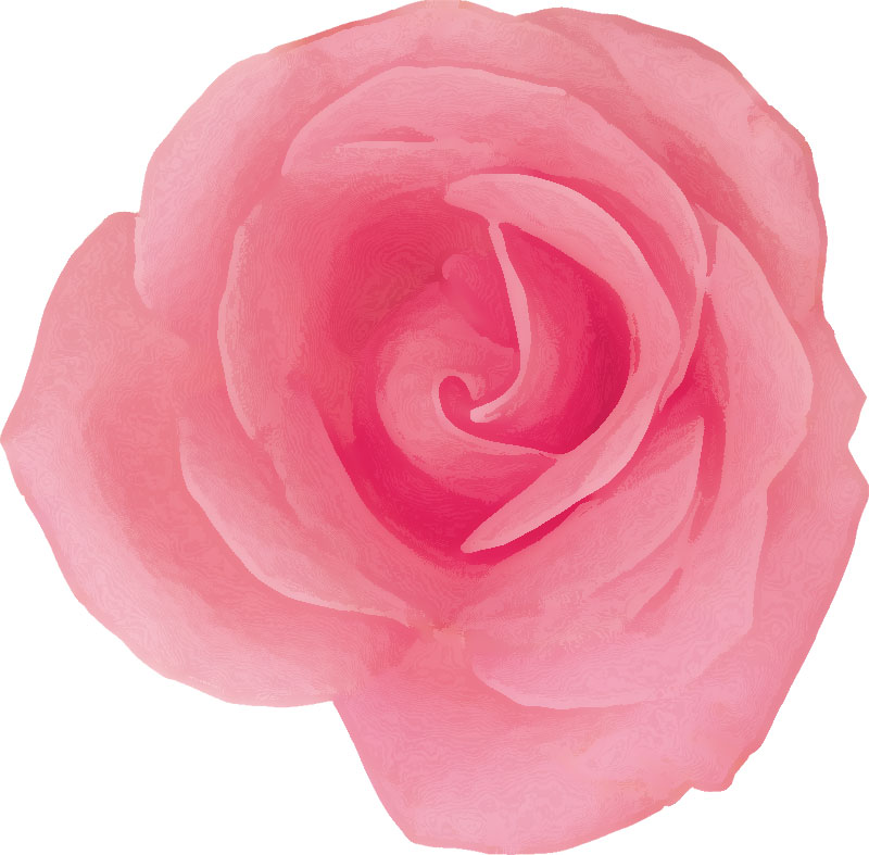 バラの画像・イラスト『カラフルな花一輪』／No.383『ピンク・バラ』