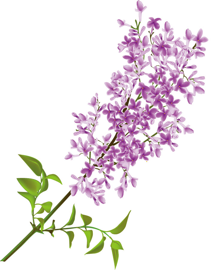 free lilac flower clip art - photo #6