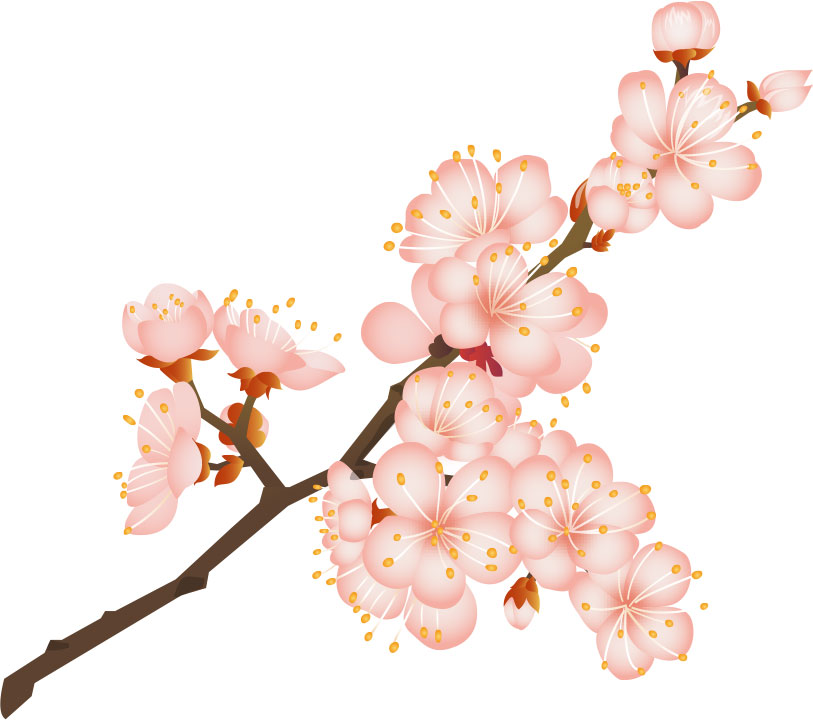 画像サンプル-桜の花とつぼみ