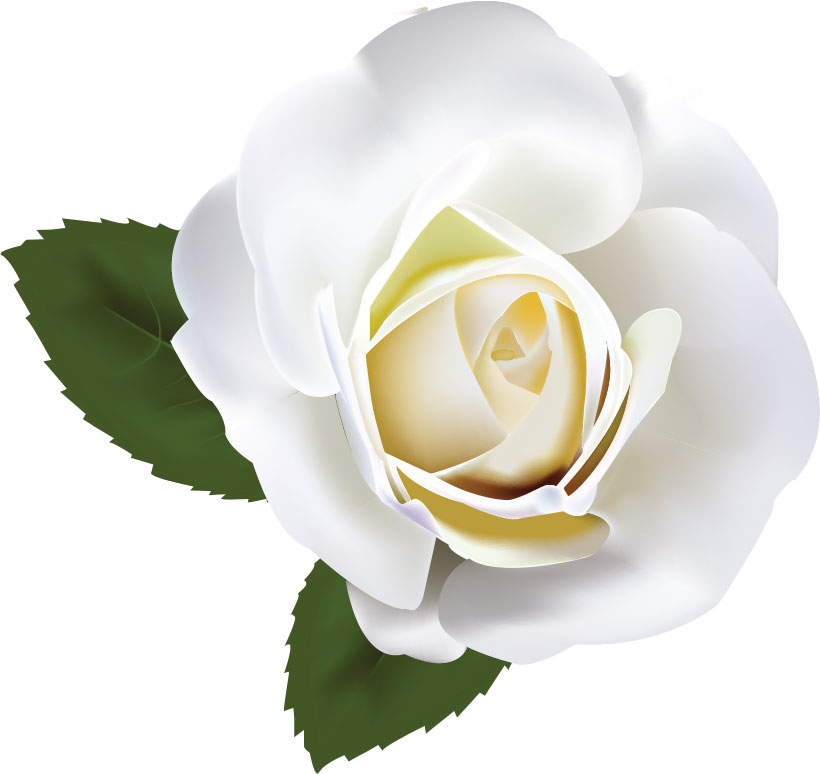 画像サンプル-白バラ