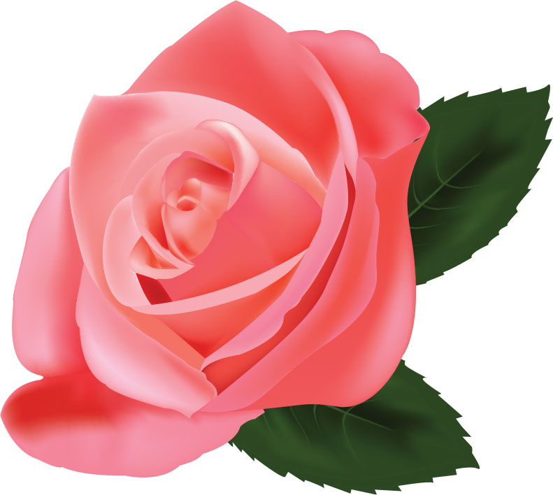 画像サンプル-ピンクのバラ・リアル