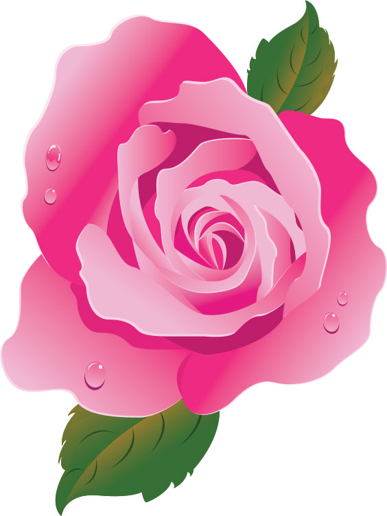 画像サンプル-ピンクのバラ・水滴