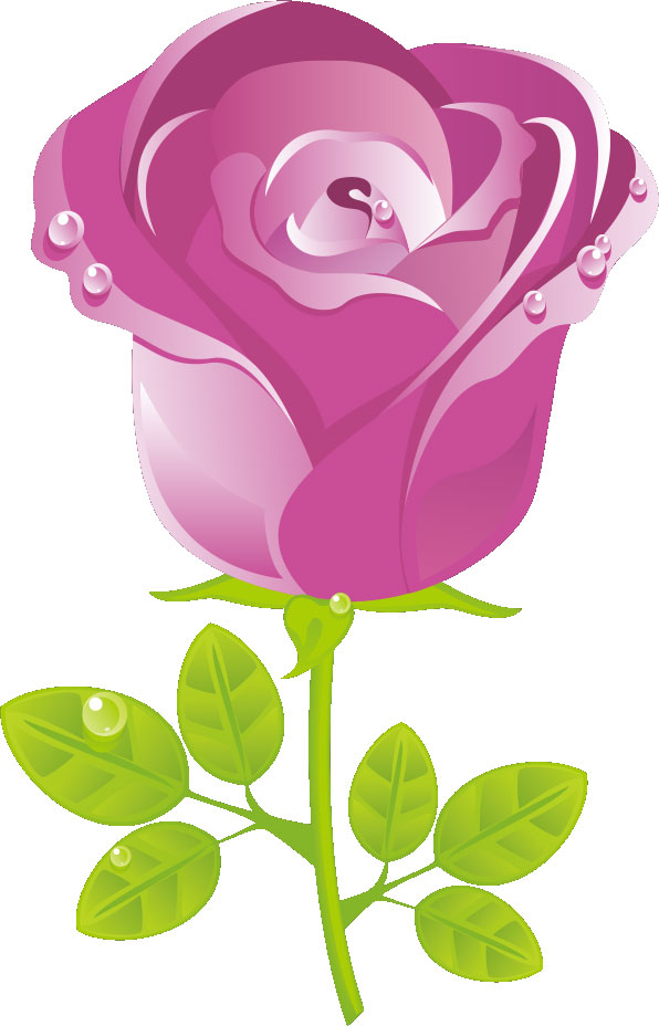 画像サンプル-紫のバラ・水滴