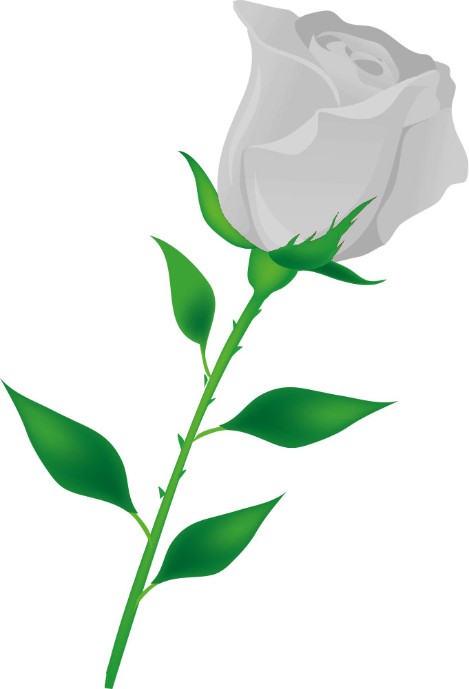 画像サンプル-リアルな白いバラ