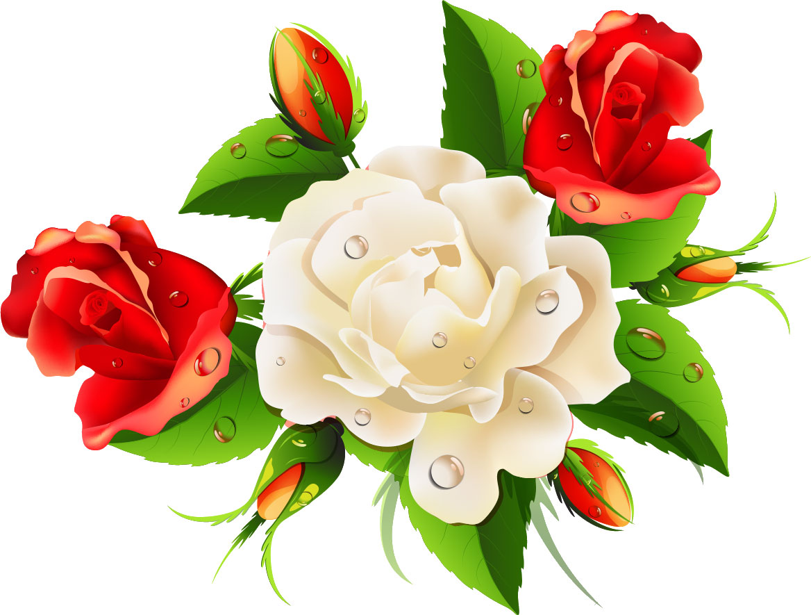 画像サンプル-赤と白のバラ・リアル