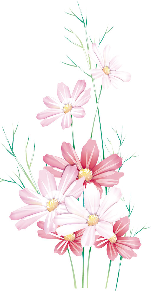 画像サンプル-コスモスの花々