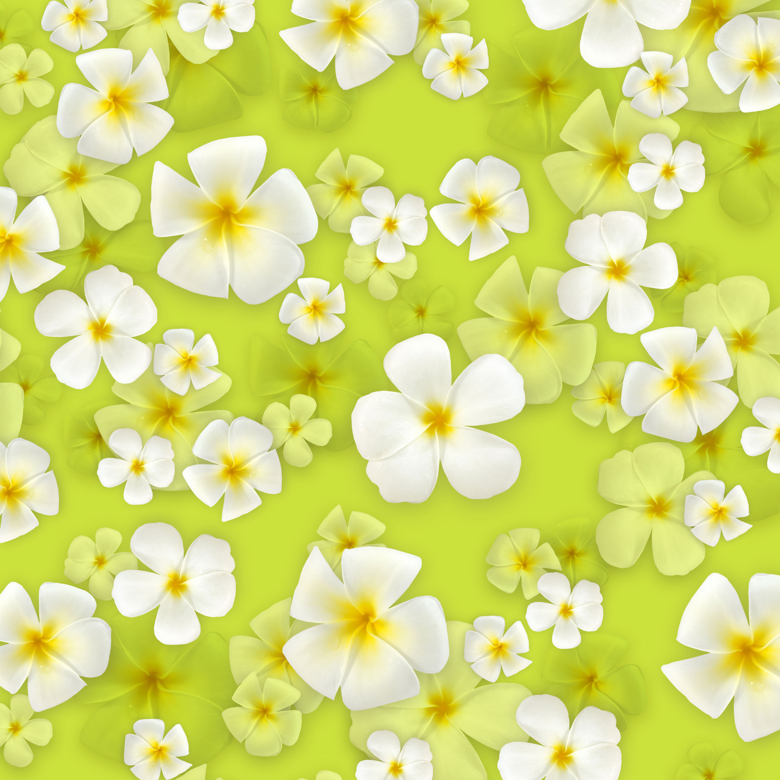 壁紙 背景イラスト 花の模様 柄 パターン No 301 白 黄緑背景