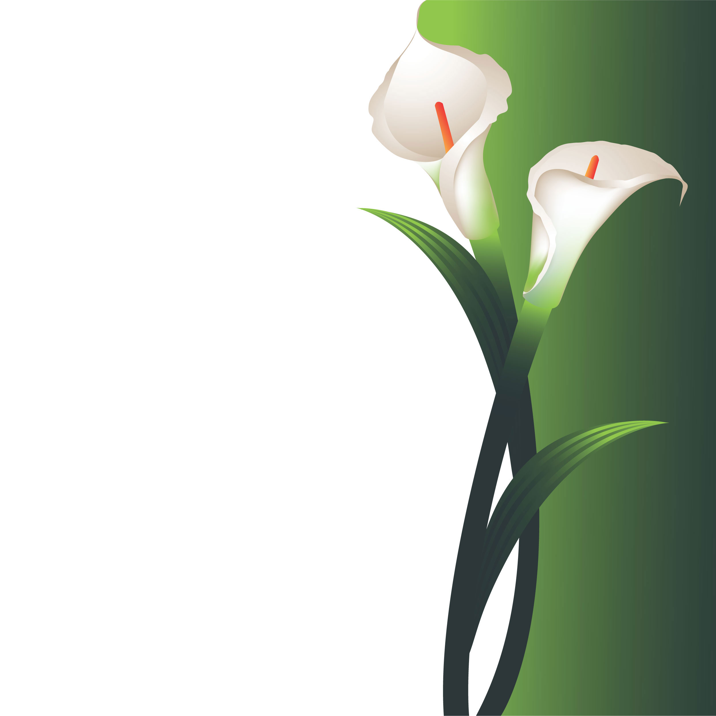 白いの花のイラスト フリー素材 背景 壁紙no 397 カラーリリー 白緑