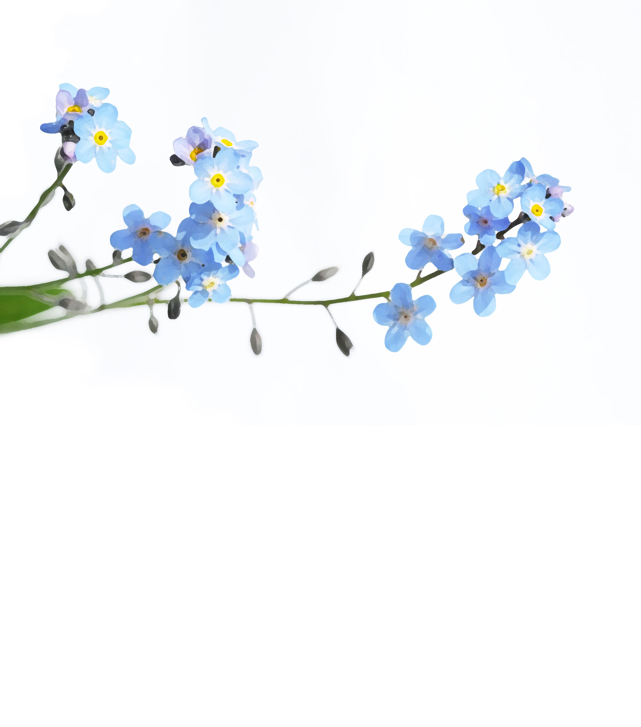 青い花のイラスト フリー素材 背景 壁紙no 345 水色 茎 つぼみ