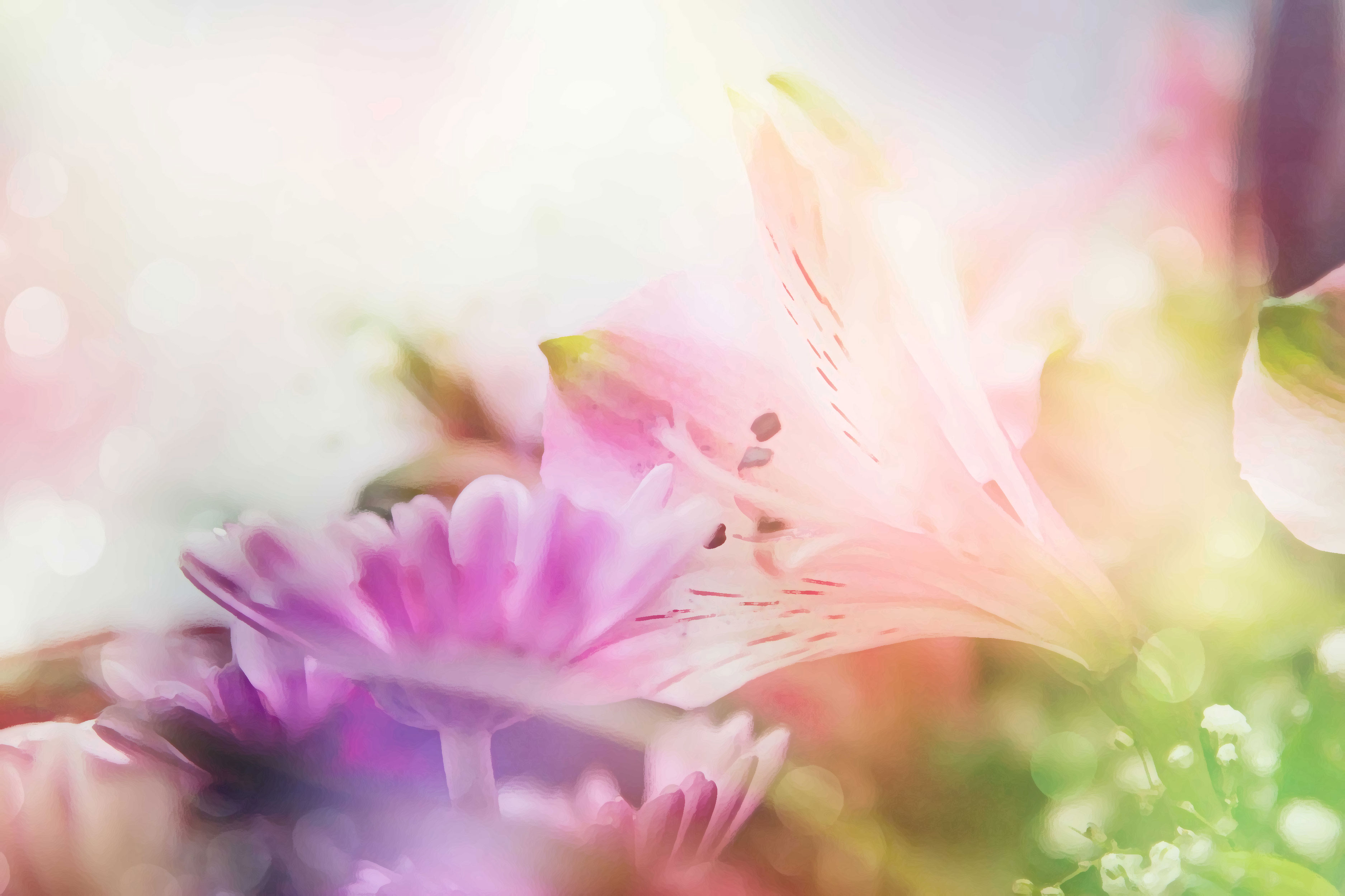 花の背景・壁紙イラスト-紫ピンク・ユリ・淡い