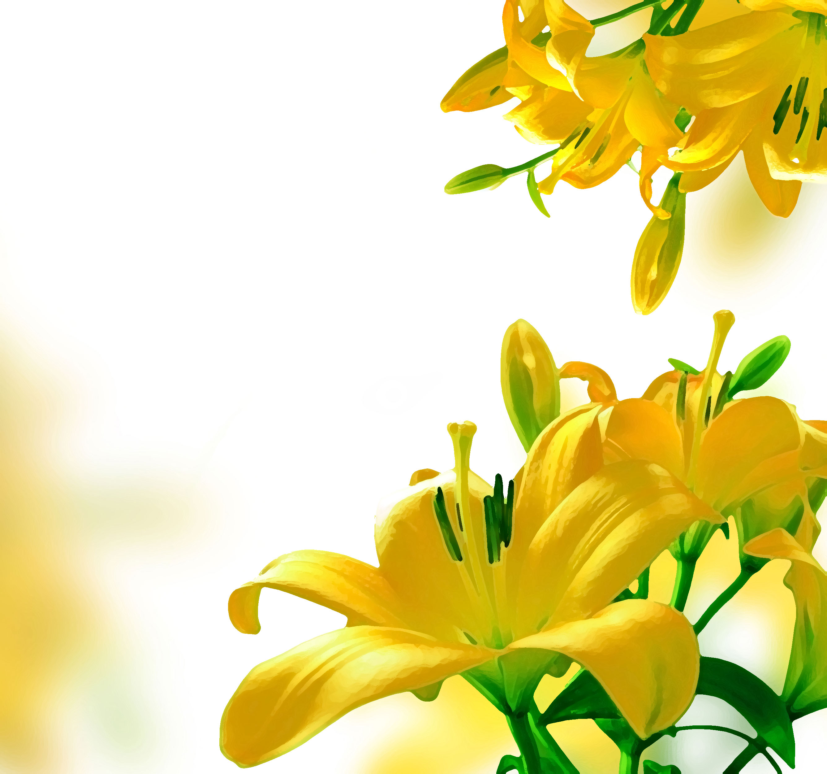 黄色の花のイラスト フリー素材 背景 壁紙no 306 黄色のユリ リアル