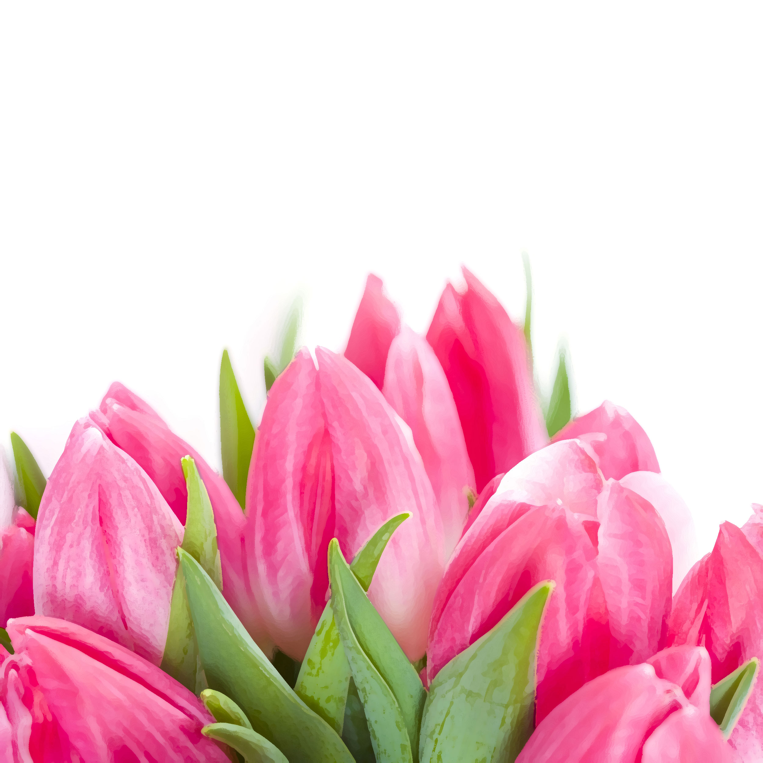 花のイラスト フリー素材 壁紙 背景no 379 ピンクのチューリップ