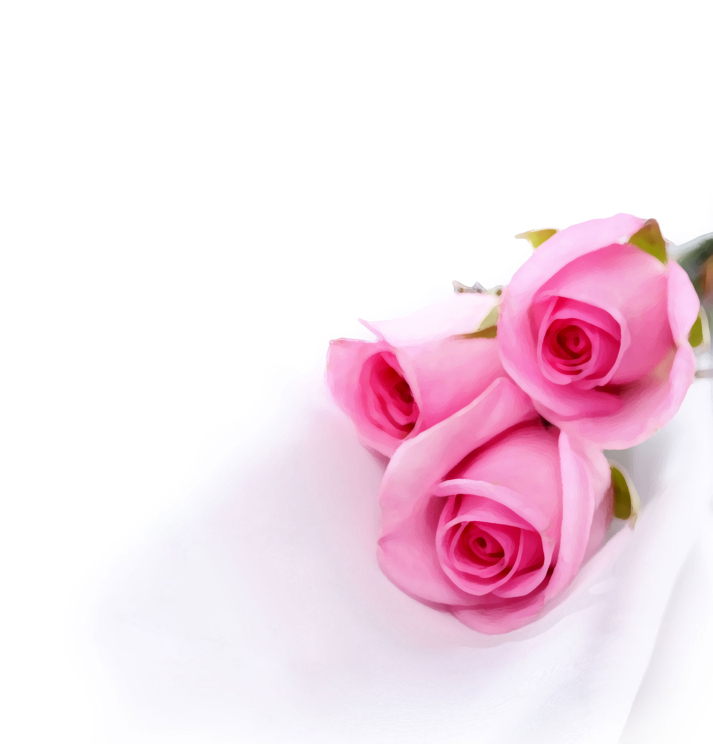 花のイラスト フリー素材 壁紙 背景no 401 ピンクのバラ三輪