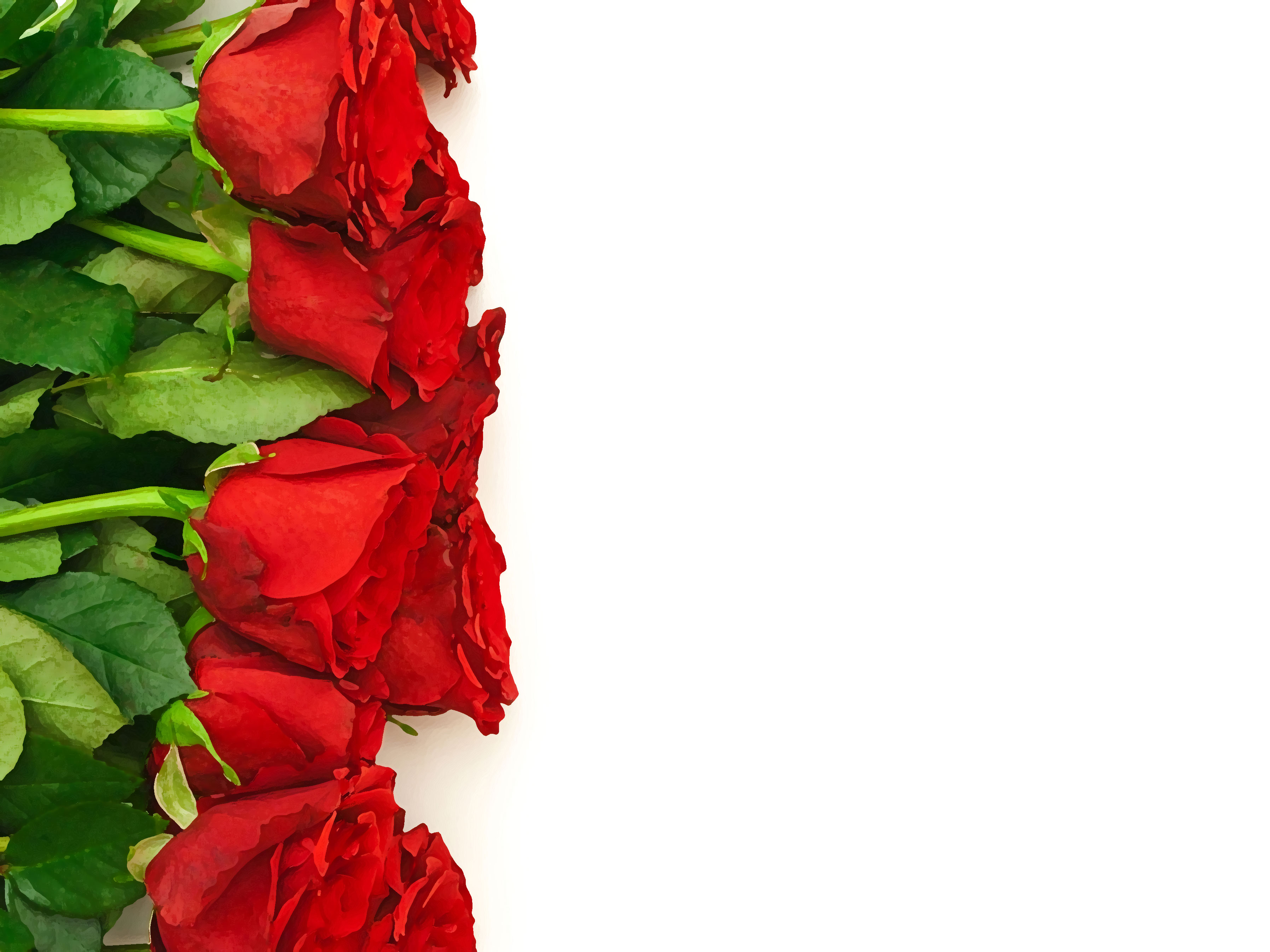 赤い花のイラスト-赤いバラ・束