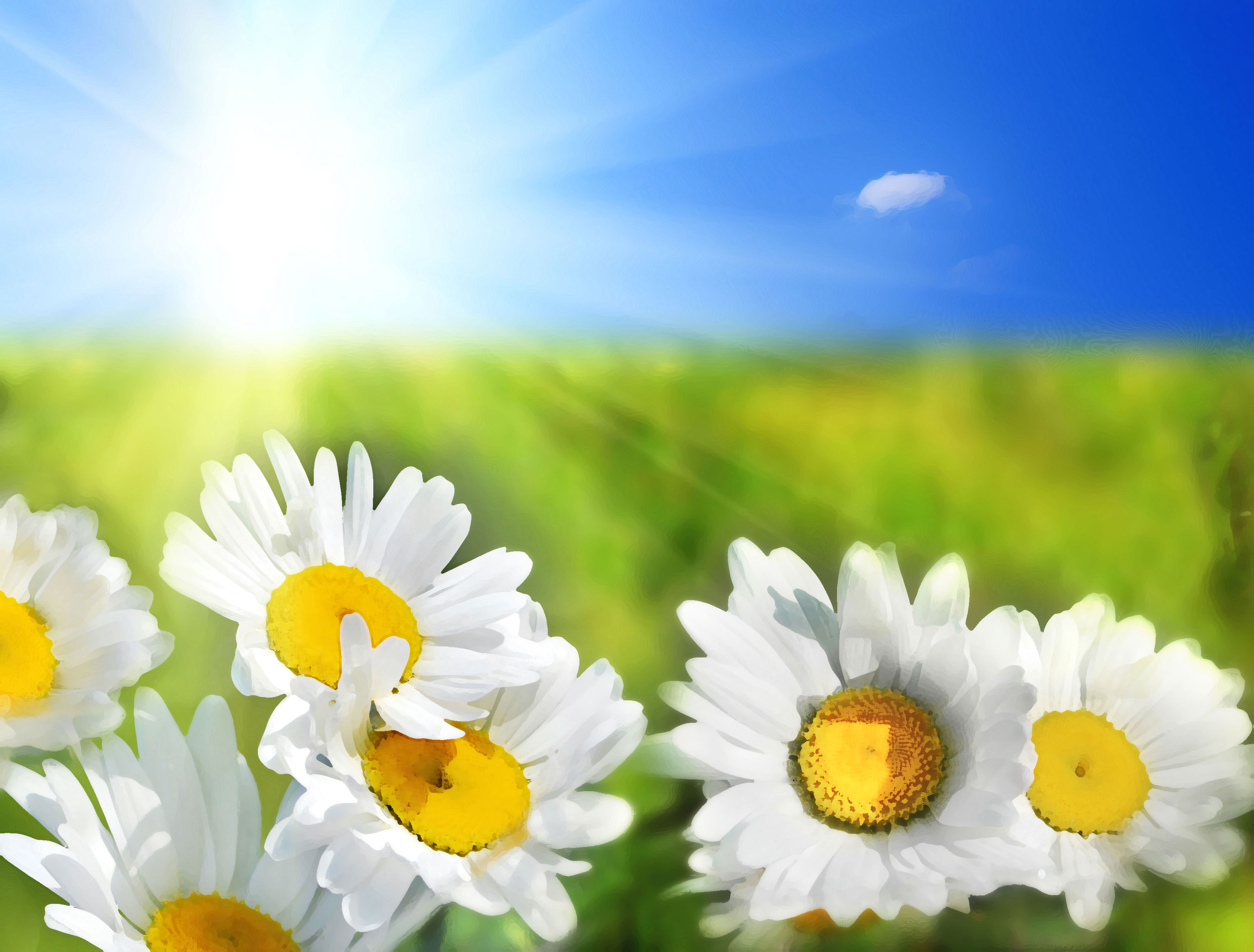 白いの花のイラスト フリー素材 背景 壁紙no 454 青空 太陽の日差し