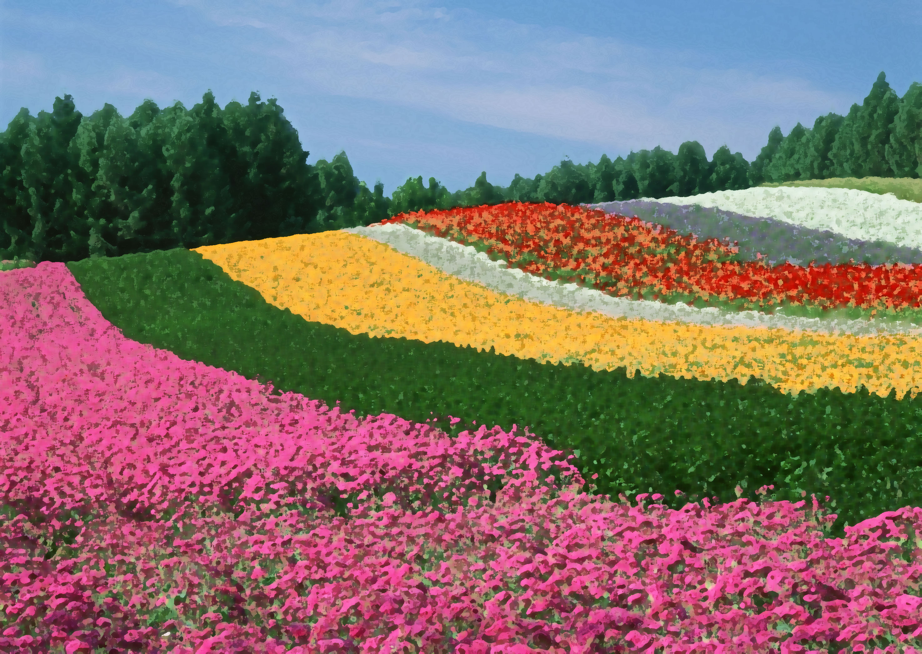 Яркие цвета природы. Цветочные поля, Хоккайдо, Япония. Разноцветные поля Хоккайдо. Цветущее поле. Поле с разноцветными цветами.