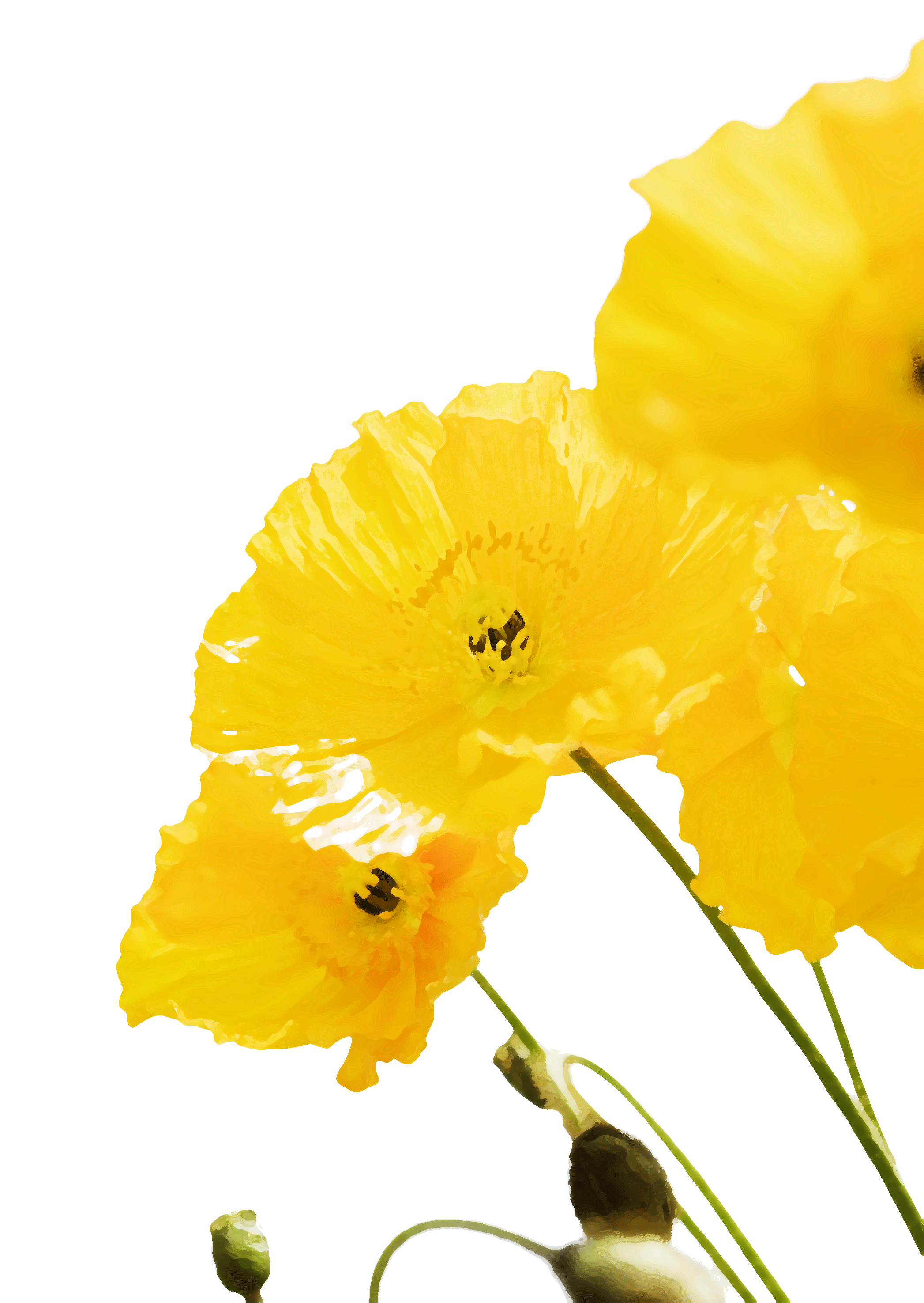 花のイラスト フリー素材 壁紙 背景no 477 黄色い花びら
