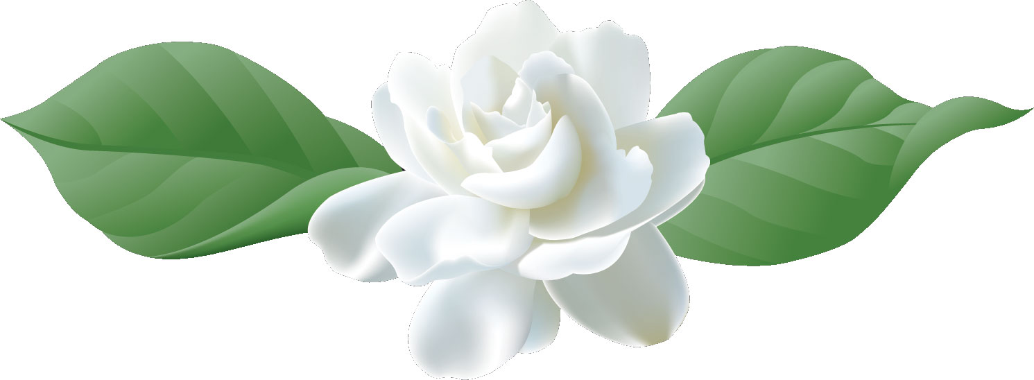 花のライン線イラスト-白薔薇