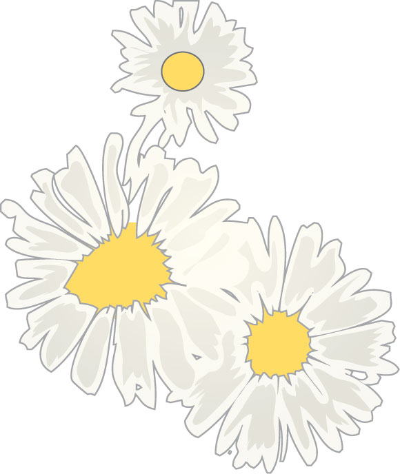 白い花のイラスト フリー素材 No 070 花イラスト 白い菊