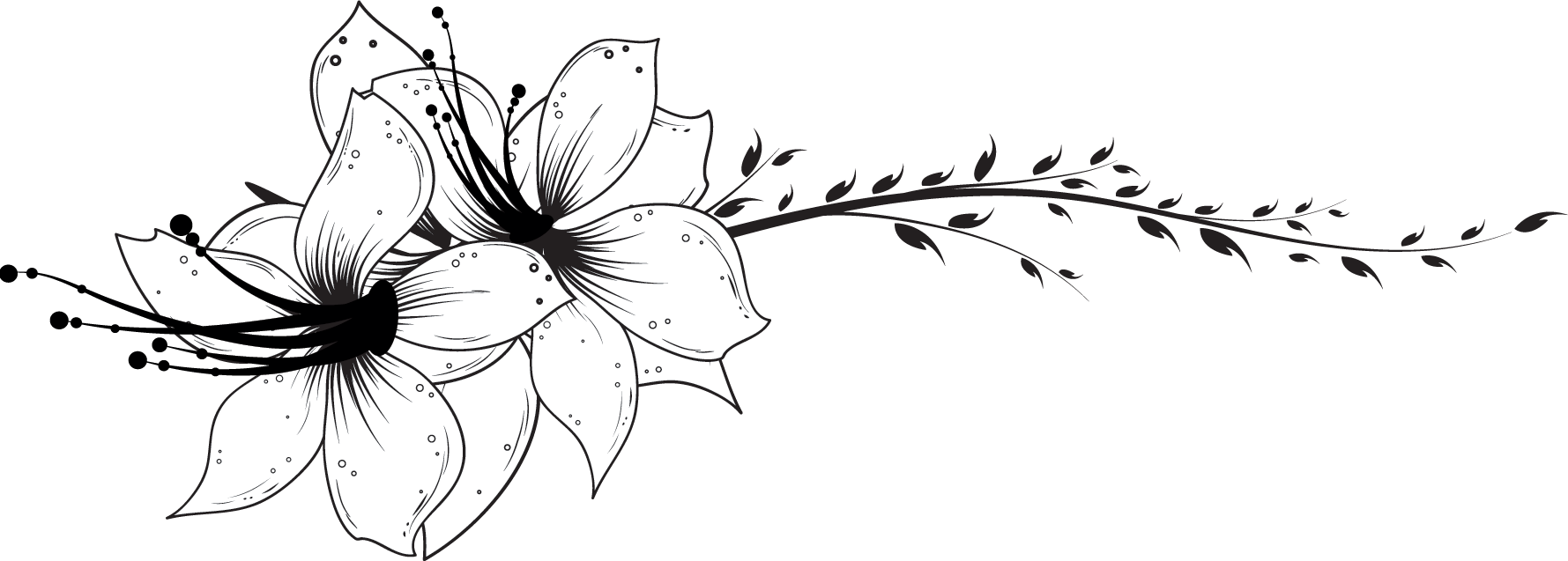 最新ゆり イラスト 白黒 美しい花の画像