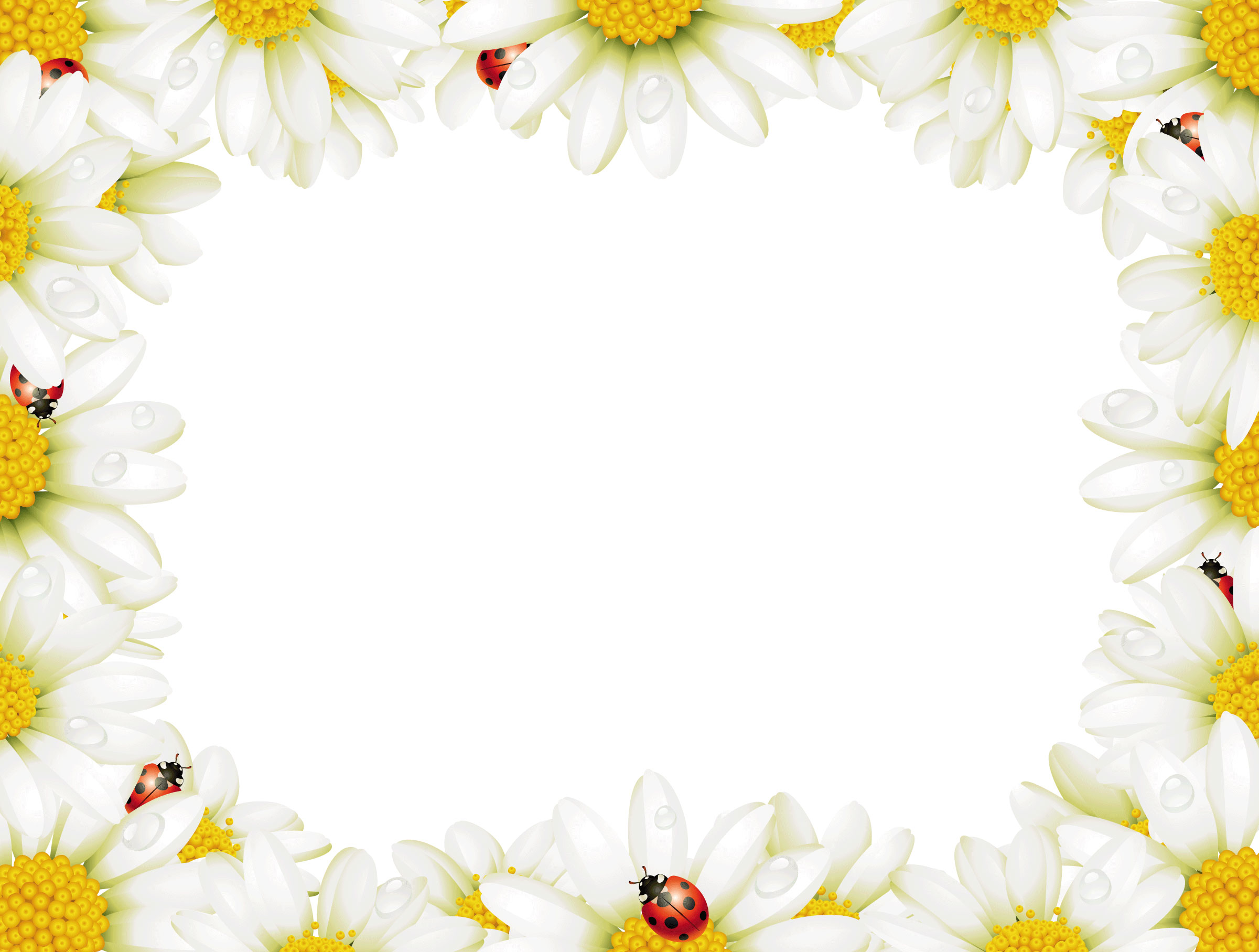 花のフレーム枠イラスト-白菊とてんとう虫