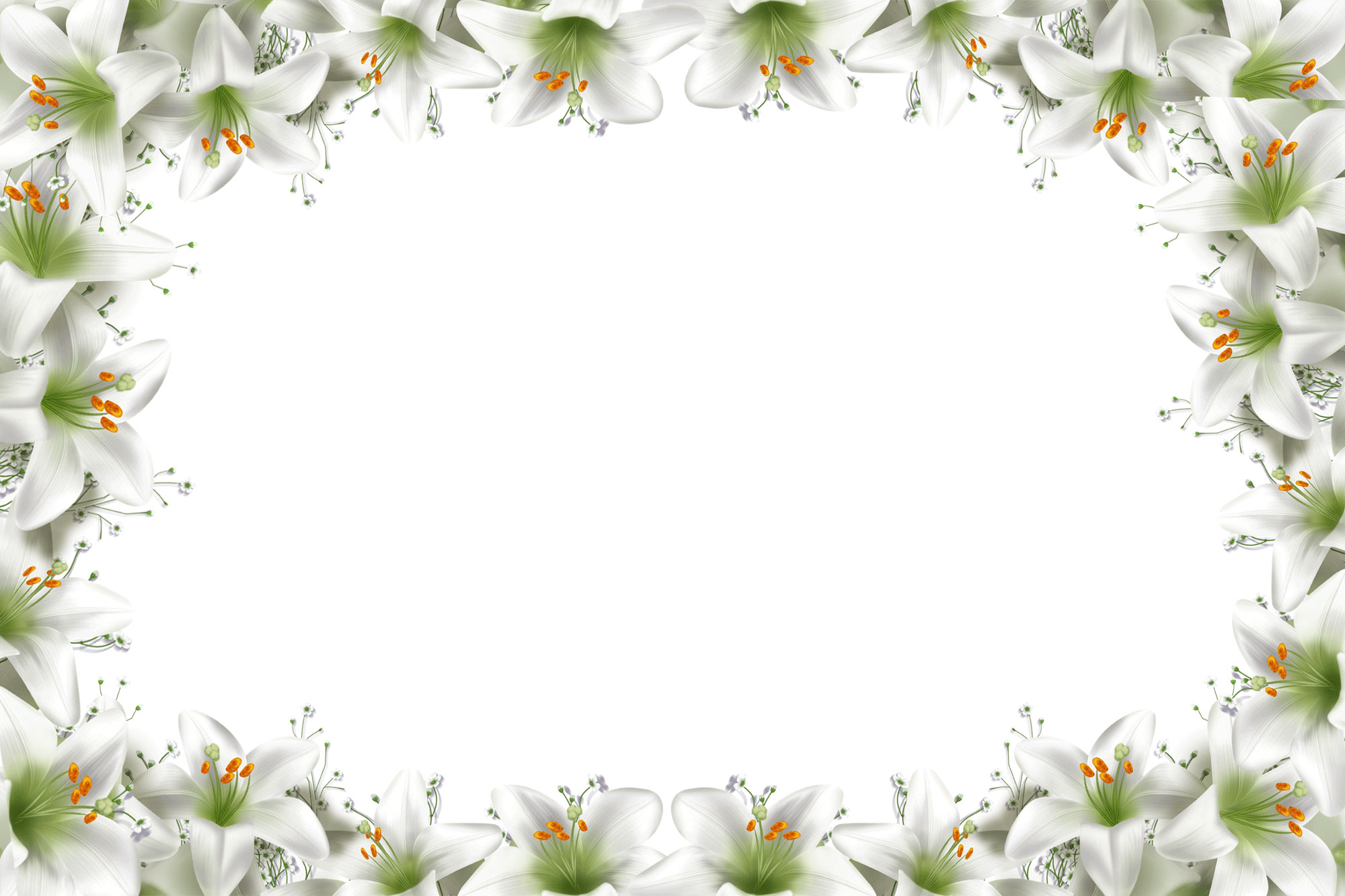 リアルな花のイラスト フリー素材 フレーム枠no 1380 白百合