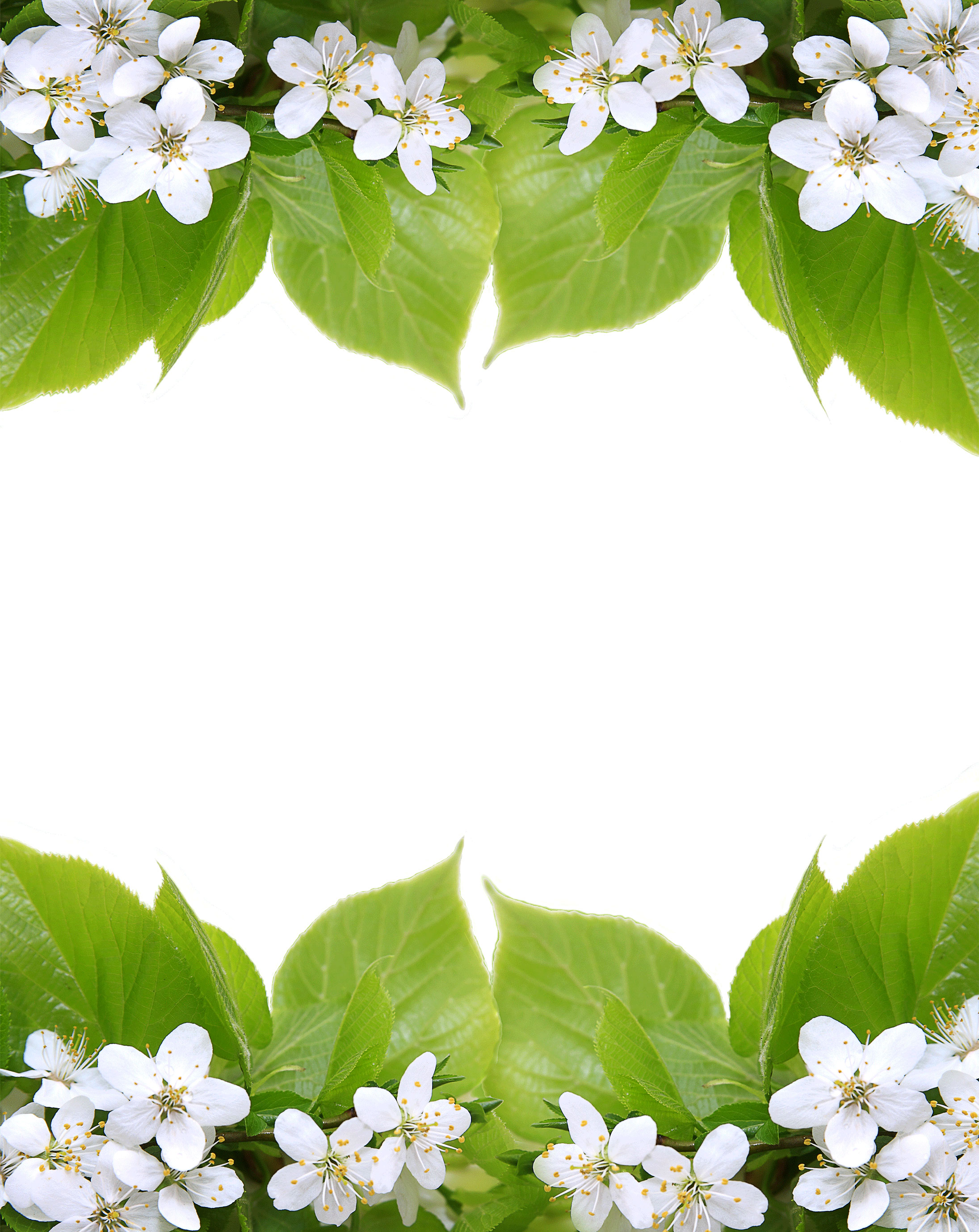 白い花の写真 フリー素材 No 584 白い花と葉