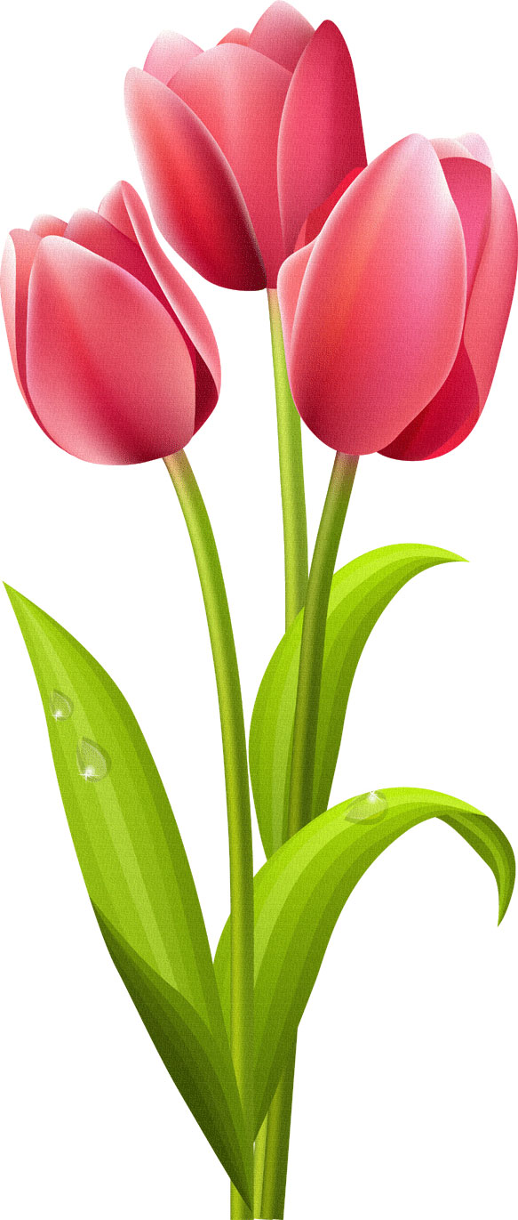 free clip art flowers tulips - photo #7