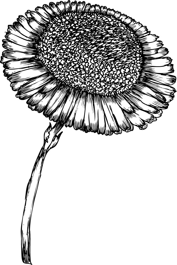 リアルな花のイラスト フリー素材 白黒 モノクロno 1979 手書き風ひまわり