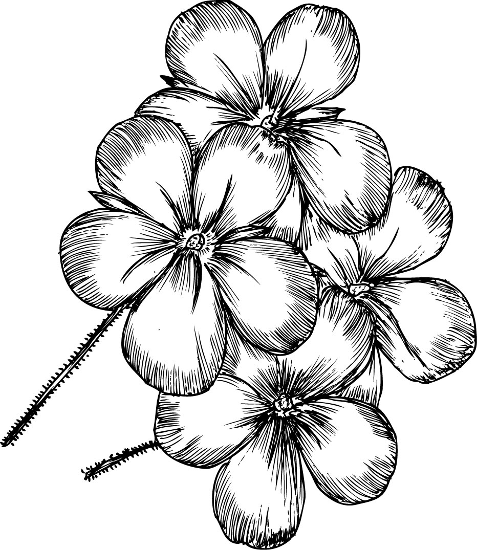 リアルな花のイラスト フリー素材 白黒 モノクロno 1980 手書き風