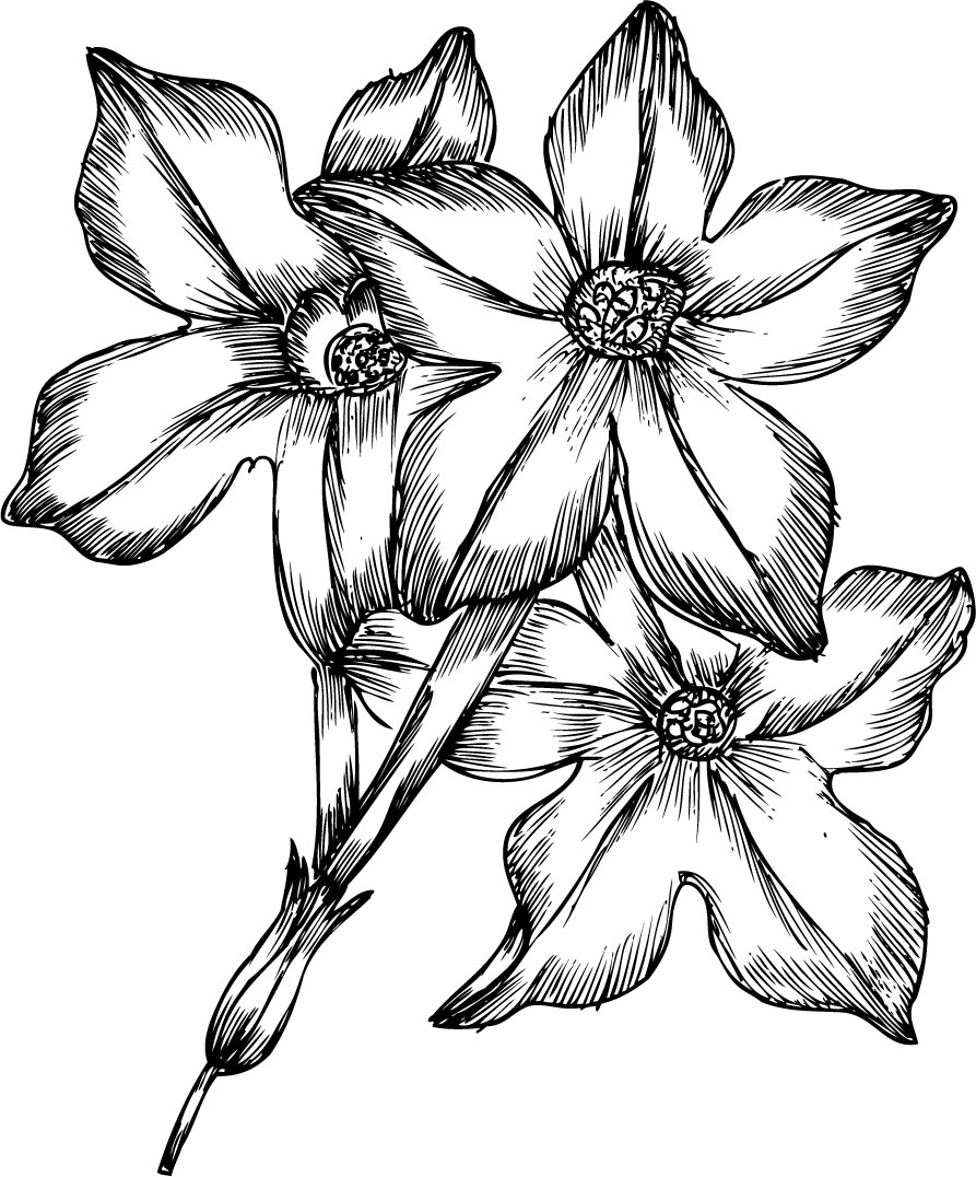 リアルな花のイラスト フリー素材 白黒 モノクロno 19 手書き風