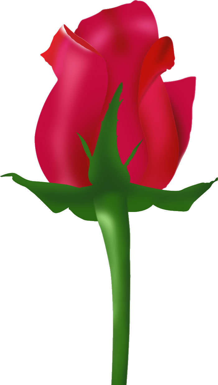 赤い花のイラスト-赤いバラ-下アングル