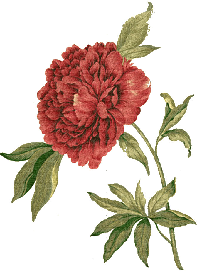 赤い花のイラスト-リアルテイスト