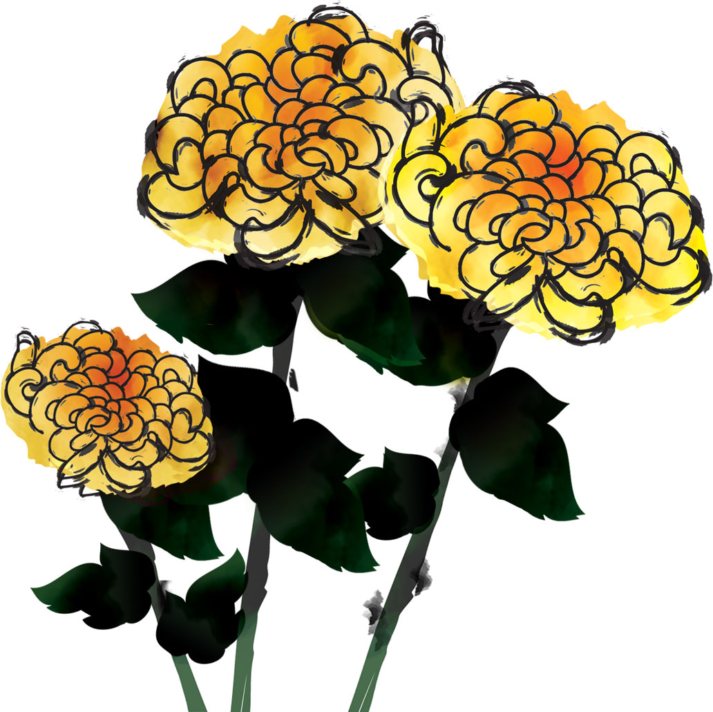 リアルタッチな花のイラスト フリー素材 No 059 黄色い菊