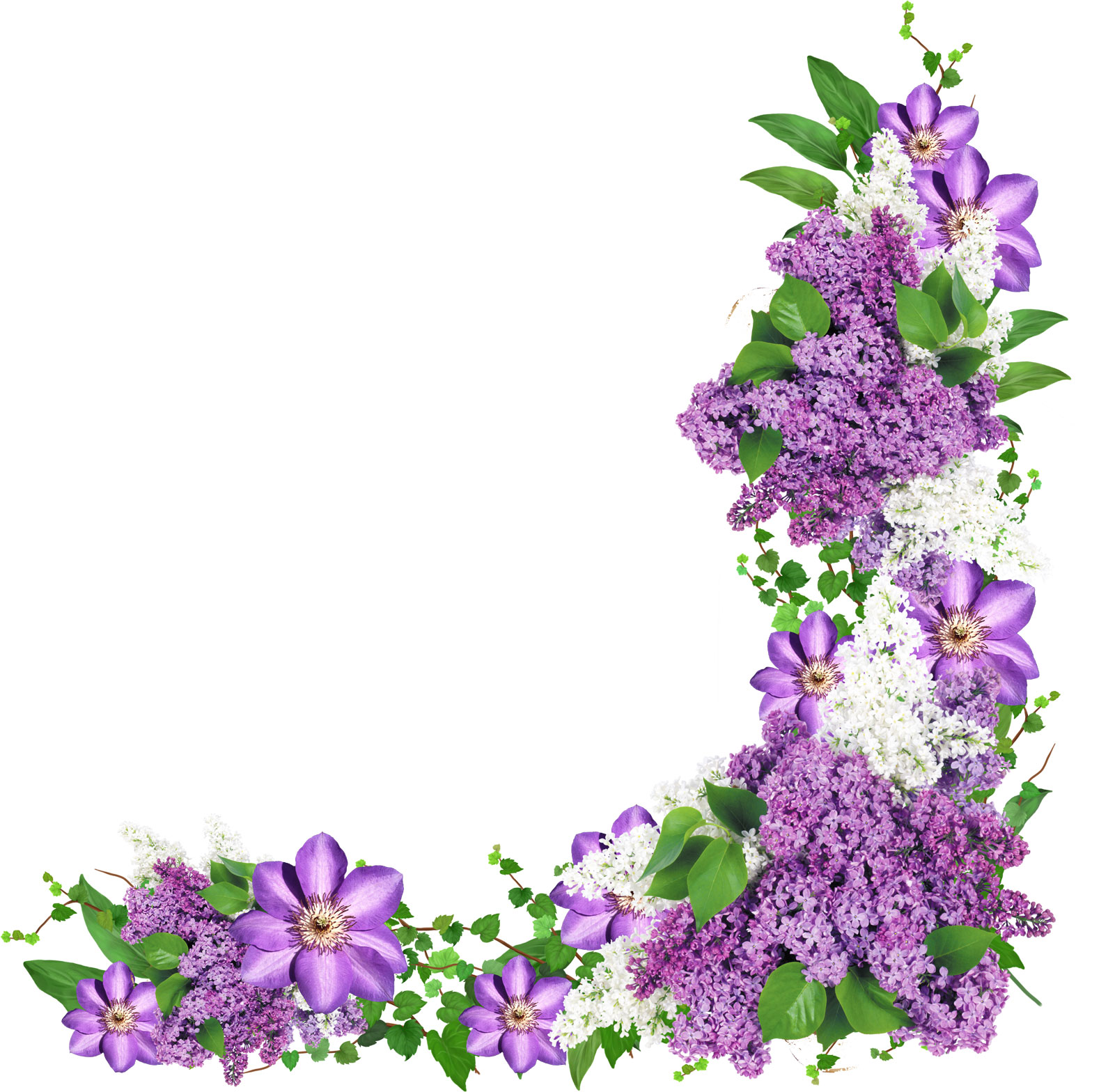 紫色の花の写真 フリー素材 No 666 紫と白の花