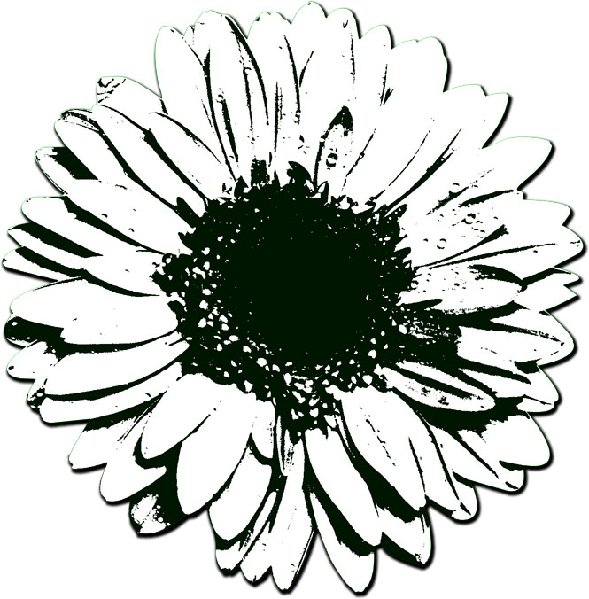 白黒の花のイラスト-モノクロ写真風