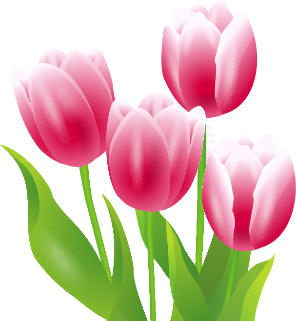 ピンクの花のイラスト フリー素材 No 181 チューリップ４本