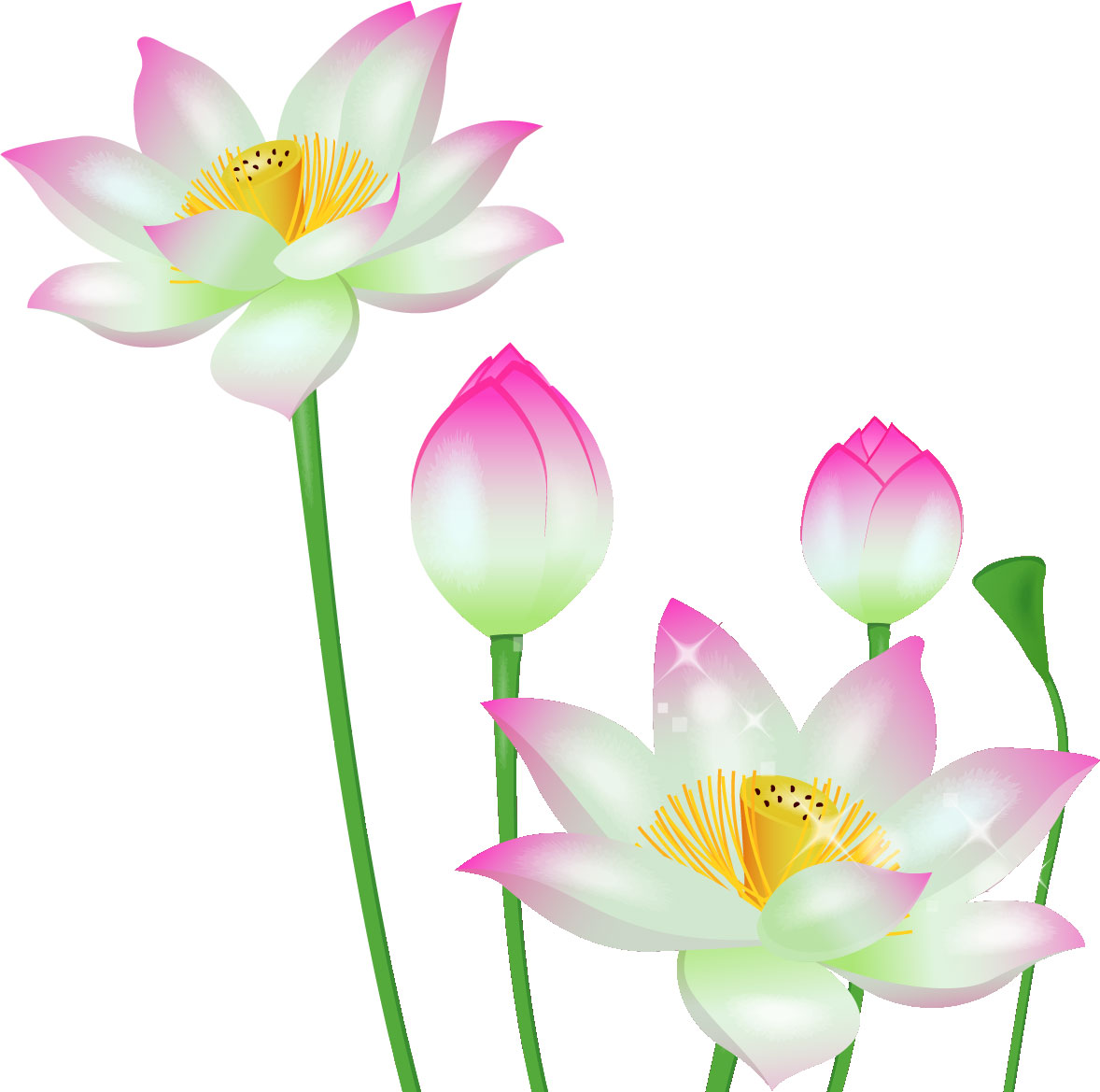 リアルタッチな花のイラスト フリー素材 No 067 蓮の花とつぼみ