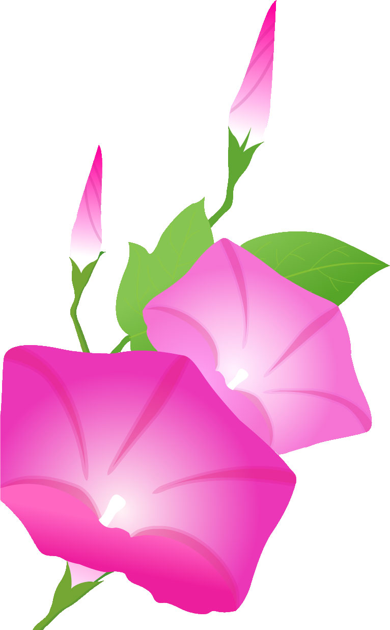 画像サンプル-ピンクのアサガオ