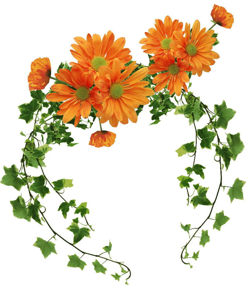 花や葉の写真 画像 フリー素材 フレーム枠no 987 オレンジ 長いツタ