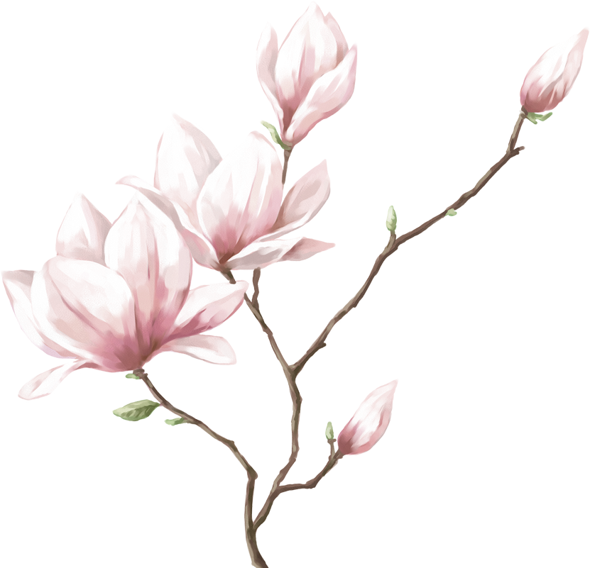 ピンクの花のイラスト フリー素材 No 365 桃の花