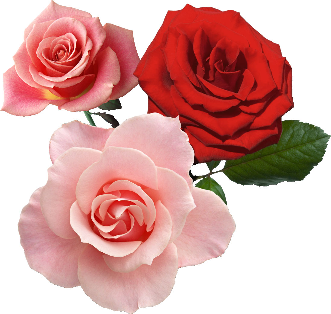 フルカラー カラフルな花の写真 画像 No 684 ピンクと赤のバラ