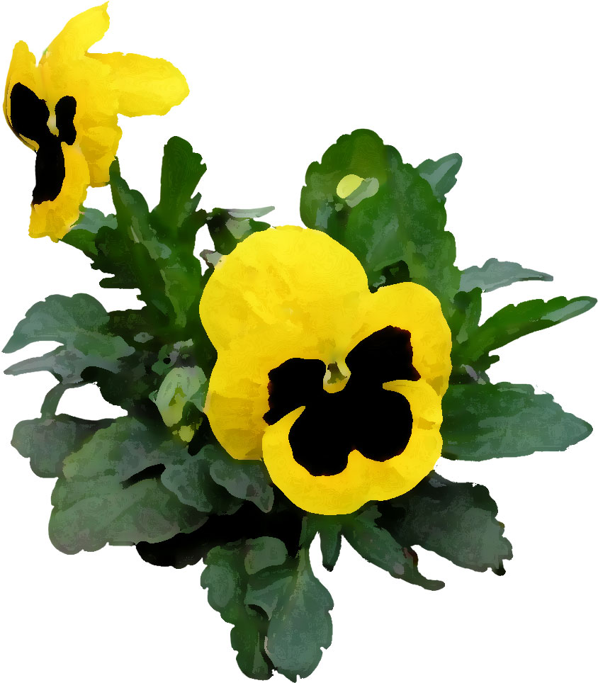 黄色い花のイラスト フリー素材 No 141 パンジー