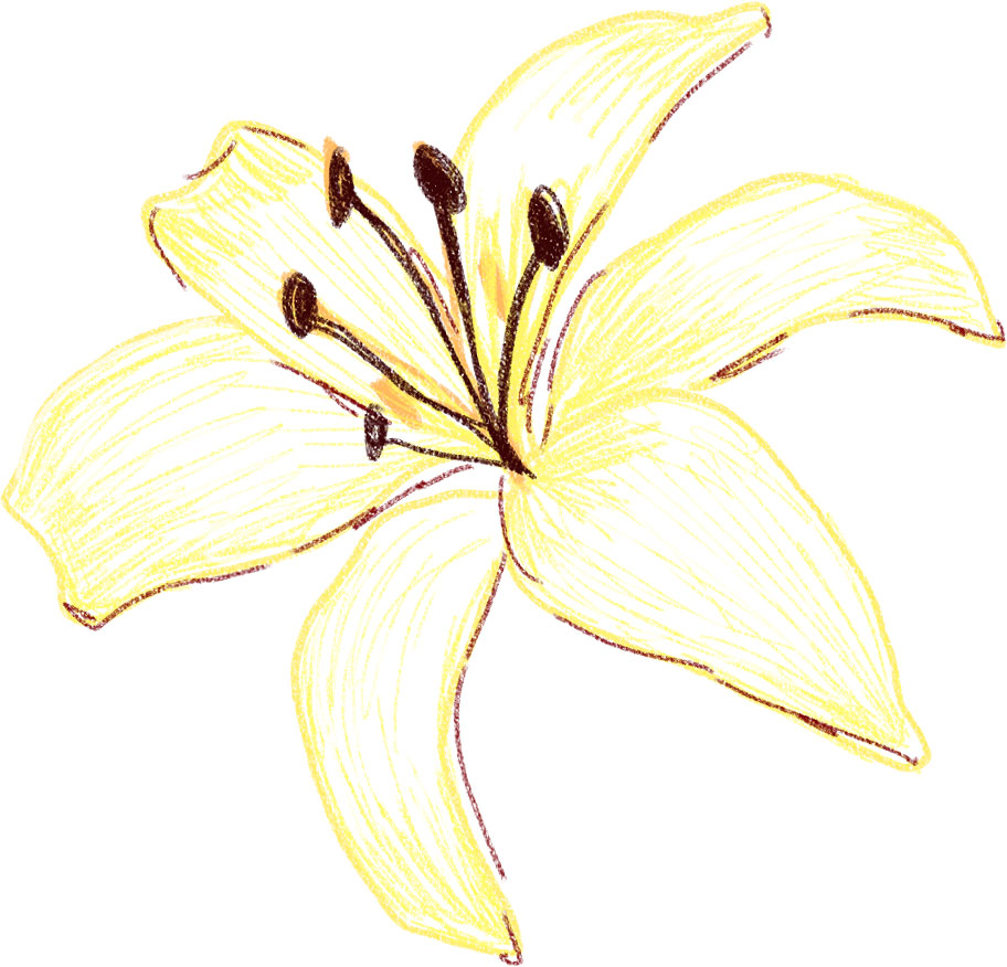 リアルな花のイラスト フリー素材 花一輪no 1631 手書きのユリ 黄