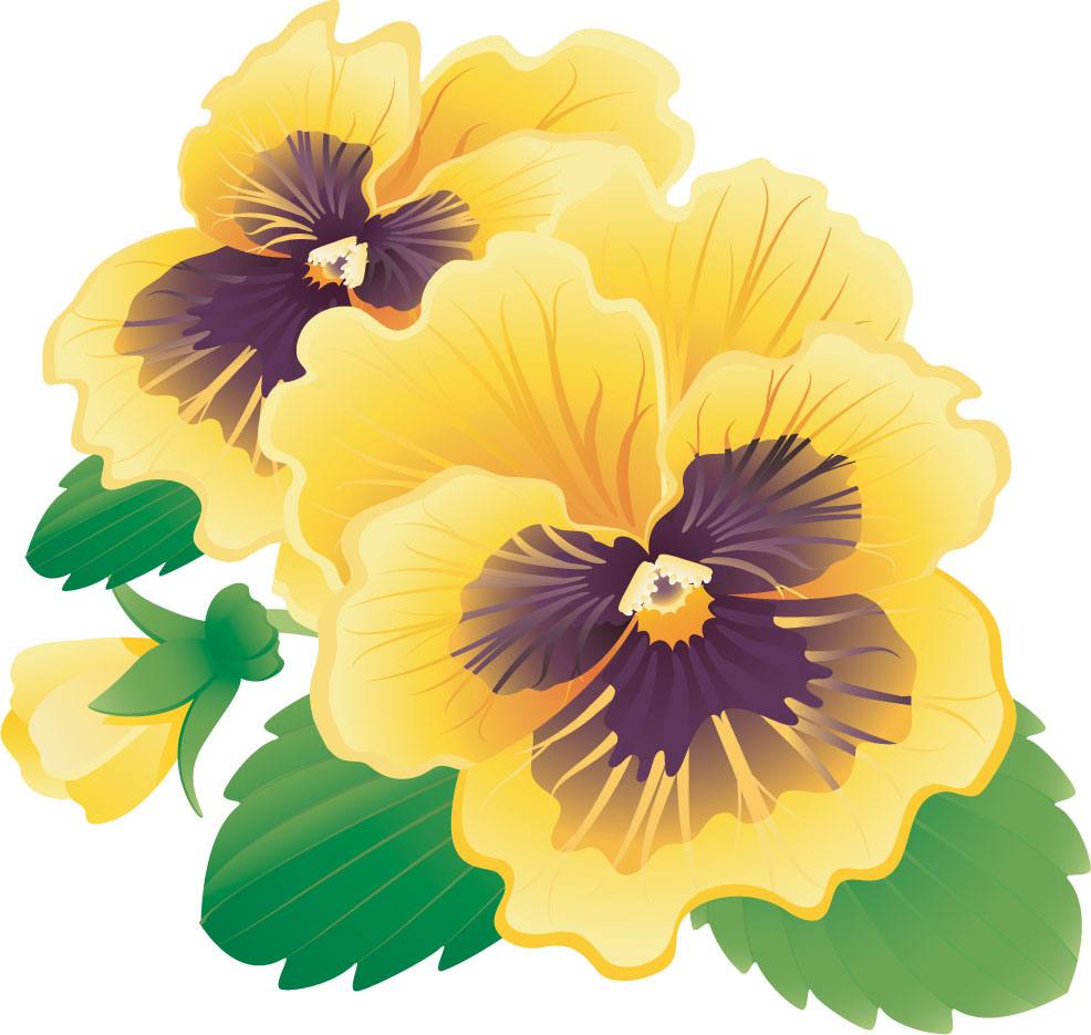 リアルタッチな花のイラスト フリー素材 No 105 黄色のパンジー