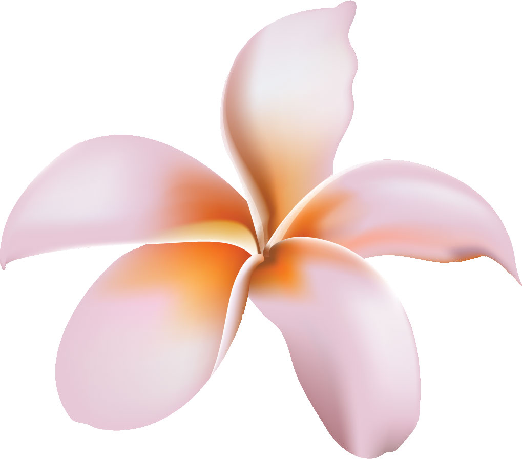 リアルな花のイラスト フリー素材 花一輪no 1633 ピンクの花びら